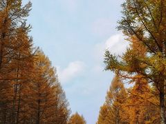 -塞罕坝国家级自然保护区