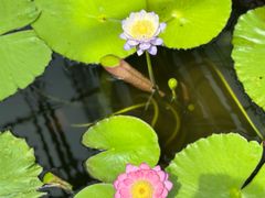 -国家植物园南园