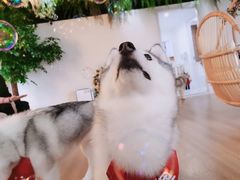 -Husky Go! 哈士奇体验馆·宠物咖啡厅狗咖