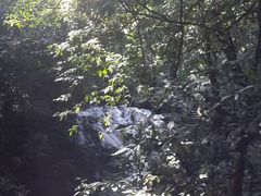 android_upload_pic-莫里热带雨林景区