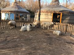 -九十九顶毡房(阜石路店)