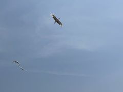 -盐城丹顶鹤湿地生态旅游区