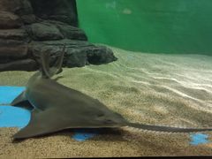 -上海海洋水族馆