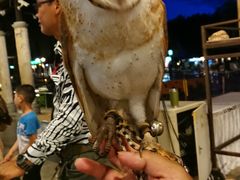 -清迈夜间动物园