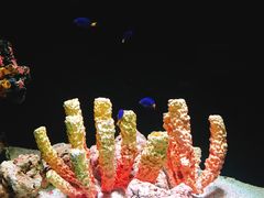 -暹罗海洋世界