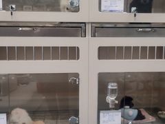 -唐小姐の私宠·宠物洗护美容·撸猫馆·购宠(周浦万达旗舰店)