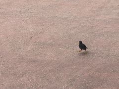 -星光糖果屋