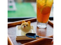 -柴犬高等学院·狗咖·柴犬售卖·宠物训练