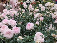 -人民公园(罗湖区)