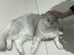 -怪兽屋·羊驼·猫咖·狗咖(俊华广场店)