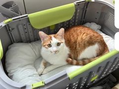 -宠福鑫动物医院(望京分院)