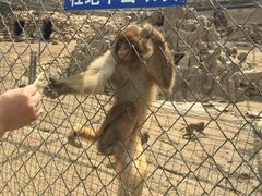 -王顺山国家森林公园