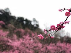 -新建村梅花