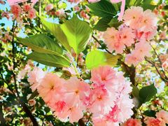 -陈家山荷花公园