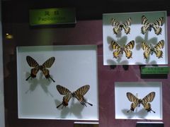 -上海昆虫博物馆