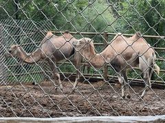 -青藏高原野生动物园