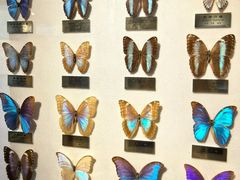 -上海昆虫博物馆