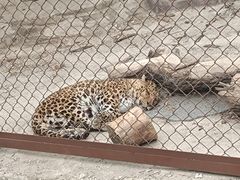 -大连森林动物园