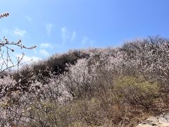 -北京凤凰岭