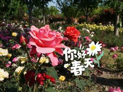 -顾村公园
