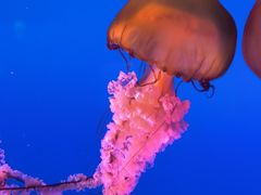 -太平洋海底世界