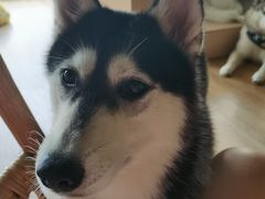 -Husky Go! 哈士奇体验馆·宠物咖啡厅狗咖