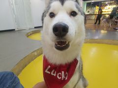 -Husky Go! 哈士奇体验馆·宠物咖啡厅狗咖