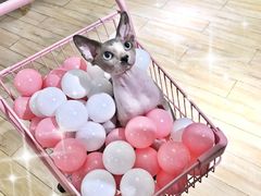 -Double Rui宠物酒店