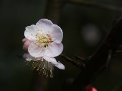 -上海吴淞炮台湾国家湿地公园