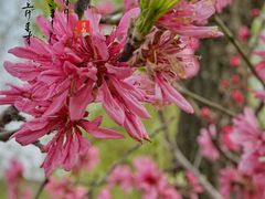 -渭南桃花源民俗文化园