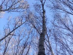 -塞罕坝国家级自然保护区