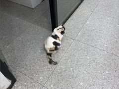 -四月宠物医院·猫专科·心脏专科·内科(转塘店)