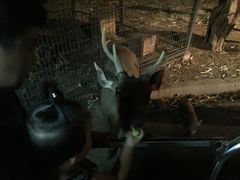 -清迈夜间动物园