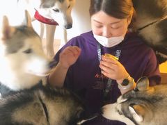 -Husky Go! 哈士奇体验馆·宠物咖啡厅狗咖