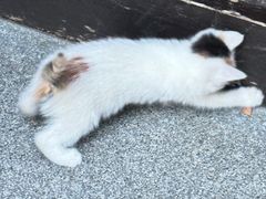 -法云安缦酒店