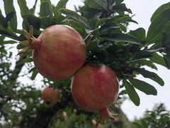 -西安华清御汤酒店