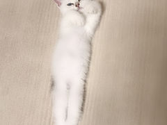 -糯米喵星人总部直营旗舰店·猫舍·幼猫出售