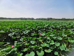 -大兴滨河森林公园