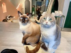 -猫儿山۰猫主题餐厅