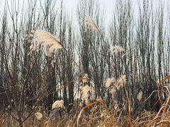 -东郊湿地公园