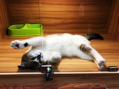 -猫十亿·布偶金渐层·曼基康矮脚猫舍(青年路店)