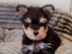 -翊宠yipet猫狗购宠庄园犬舍•猫舍