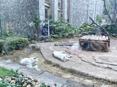 -广州长隆野生动物世界
