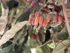 -汉艺唐风茶艺培训(联发华美空间店)