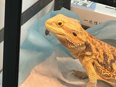 -瑞派·关忠动物医院猫科外科·异宠·24小时转诊中心(祥云店)