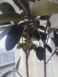 -HEYAN荷妍专业脱毛连锁机构