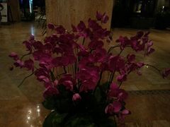 android_upload_pic-三亚亚龙湾红树林度假酒店