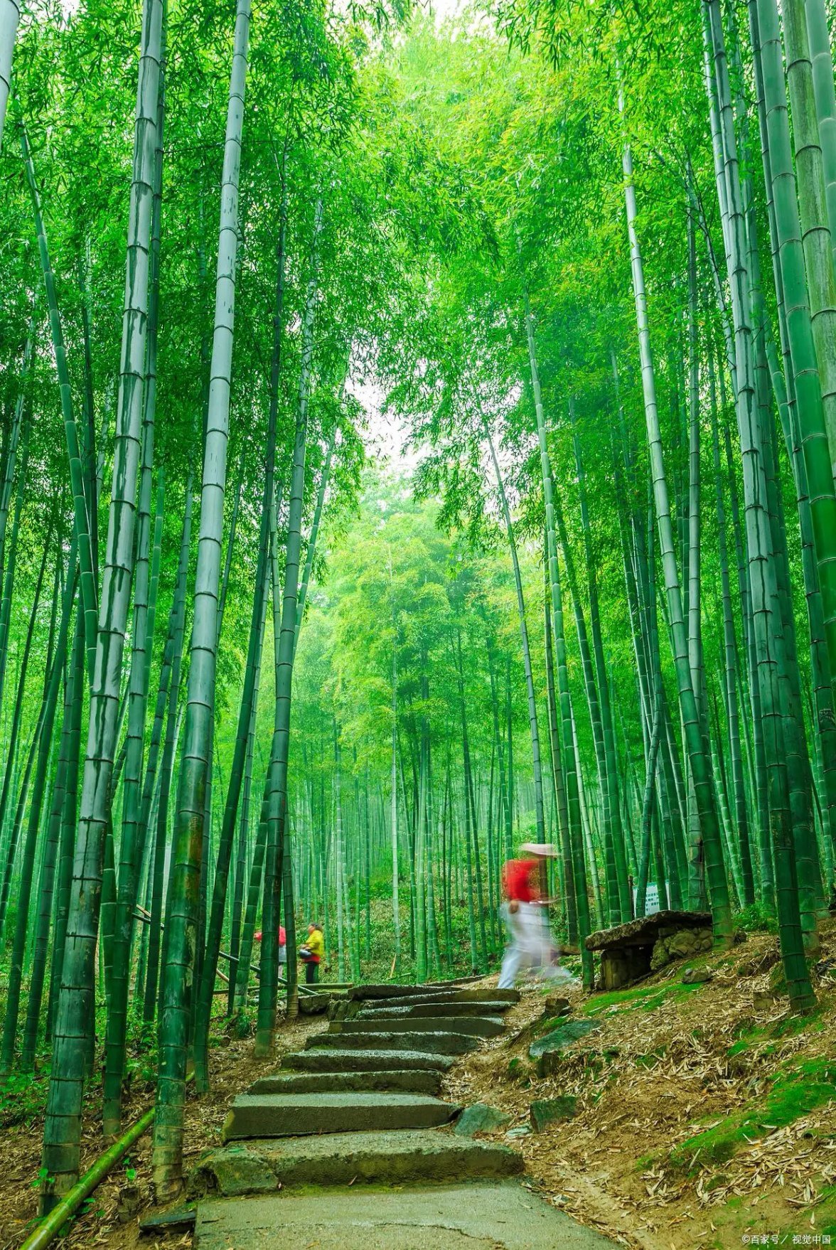 北海北海竹林图片