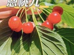 -樱桃山旅游景区