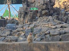 -合肥野生动物园